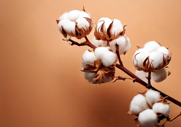 Organic <br>cotton