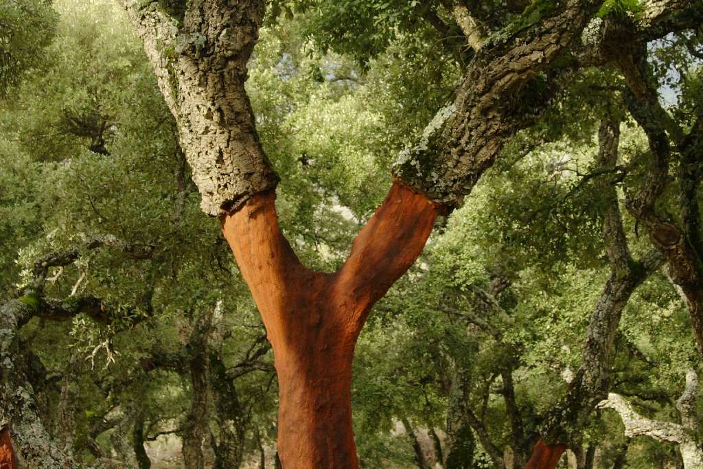 Materiale naturale