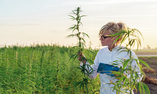 Hemp