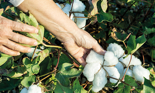 Organic cotton